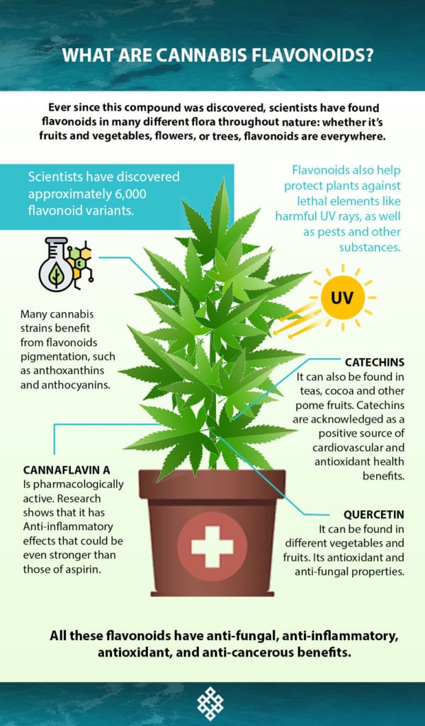 What Are Cannabis Flavonoids? | Haven