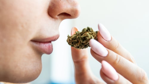 What’s the Difference Between Indica and Sativa?